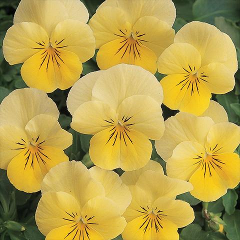 Photo de variété de fleurs à utiliser comme: Pot et Plante à massif Viola cornuta Sorbet™ Lemon Chiffon Improved