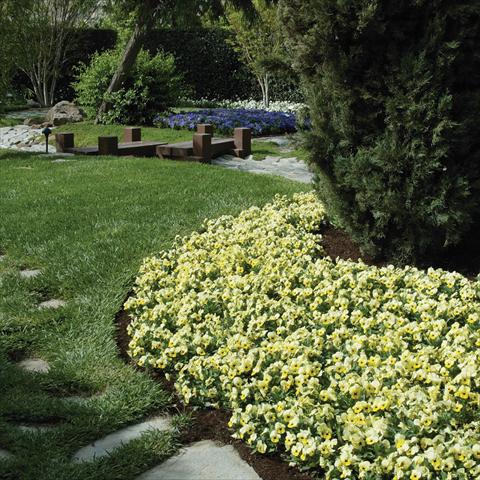 Photo de variété de fleurs à utiliser comme: Pot et Plante à massif Viola cornuta Sorbet™ Primrose Babyface