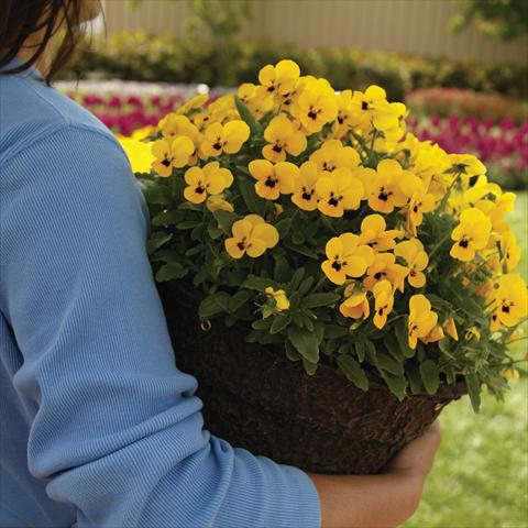 Photo de variété de fleurs à utiliser comme: Pot et Plante à massif Viola cornuta Sorbet™ Yellow Babyface