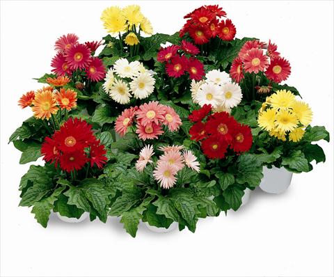Photo de variété de fleurs à utiliser comme: Pot et Plante à massif Gerbera jamesonii Festival Mix F1