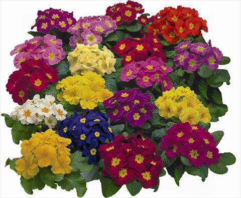 Photo de variété de fleurs à utiliser comme: Pot et Plante à massif Primula acaulis, veris, vulgaris Danova