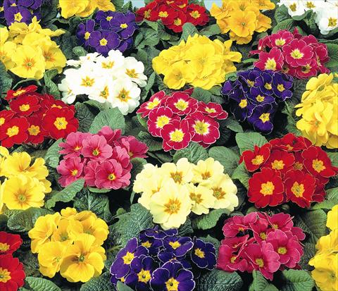 Photo de variété de fleurs à utiliser comme: Pot et Plante à massif Primula acaulis, veris, vulgaris Diana