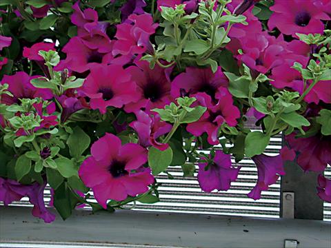 Photo de variété de fleurs à utiliser comme: Suspension / pot Petunia pendula Surfinia® Purple