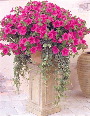Photo de variété de fleurs à utiliser comme: Suspension / pot Petunia pendula Surfinia® Hot Pink