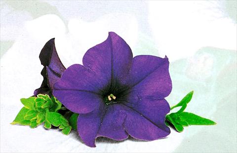 Photo de variété de fleurs à utiliser comme: Suspension / pot Petunia pendula Surfinia® Blu