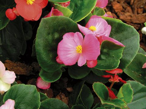 Photo de variété de fleurs à utiliser comme: Pot et Plante à massif Begonia semperflorens Florida