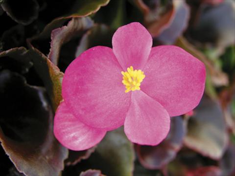 Photo de variété de fleurs à utiliser comme: Pot et Plante à massif Begonia semperflorens Afrika