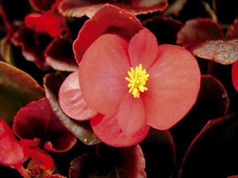 Photo de variété de fleurs à utiliser comme: Pot et Plante à massif Begonia semperflorens Afrika