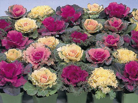 Photo de variété de fleurs à utiliser comme: Pot et Plante à massif Brassica oleracea Brassica