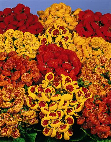 Photo de variété de fleurs à utiliser comme: Pot Calceolaria Melodie