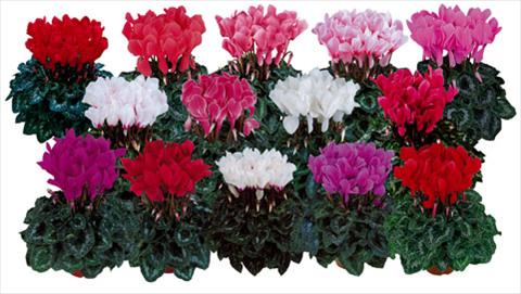 Photo de variété de fleurs à utiliser comme: Pot et Plante à massif Cyclamen persicum Halios®