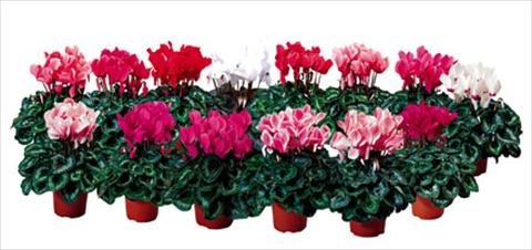 Photo de variété de fleurs à utiliser comme: Pot et Plante à massif Cyclamen persicum Sierra F1
