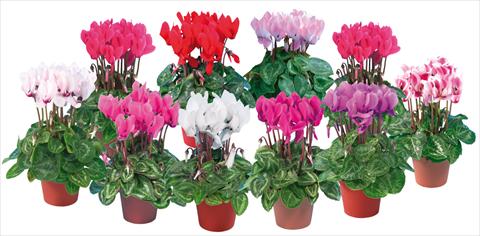 Photo de variété de fleurs à utiliser comme: Pot et Plante à massif Cyclamen persicum mini Super Serie®s Compact Mix