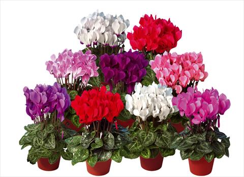 Photo de variété de fleurs à utiliser comme: Pot et Plante à massif Cyclamen persicum mini Super Serie®s Mini Winter Mix