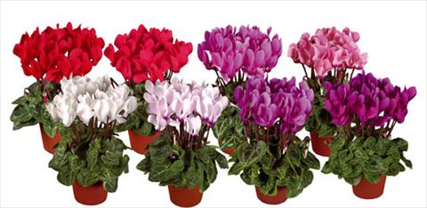Photo de variété de fleurs à utiliser comme: Pot et Plante à massif Cyclamen persicum mini Super Serie®s Verano Mix