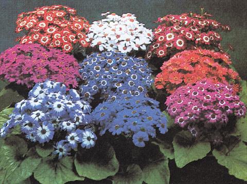 Photo de variété de fleurs à utiliser comme: Pot et Plante à massif Senecium Cineraria Moll