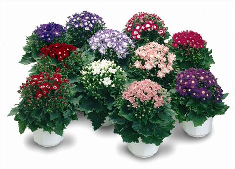 Photo de variété de fleurs à utiliser comme: Pot et Plante à massif Senecium Cineraria Star Wars