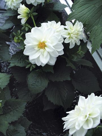 Photo de variété de fleurs à utiliser comme: Pot et Plante à massif Dahlia Royal Dahlietta