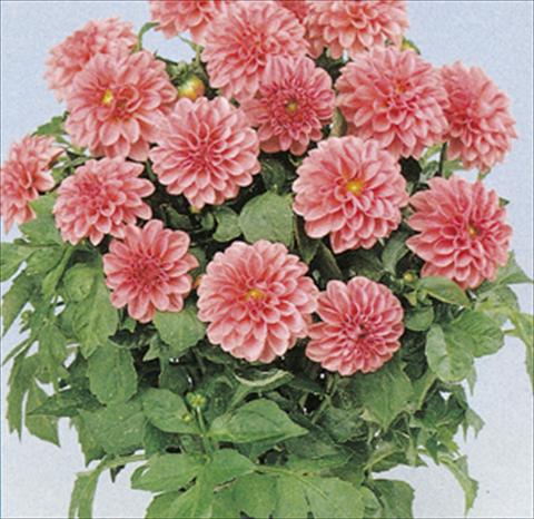 Photo de variété de fleurs à utiliser comme: Pot et Plante à massif Dahlia Royal Dahlietta Emily