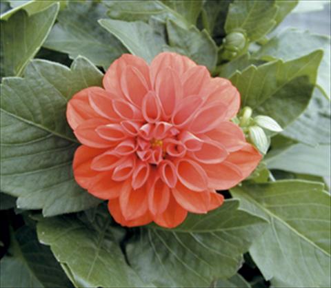 Photo de variété de fleurs à utiliser comme: Pot et Plante à massif Dahlia Royal Dahlietta Rachel
