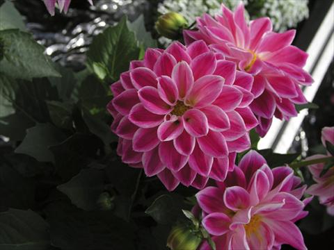 Photo de variété de fleurs à utiliser comme: Pot et Plante à massif Dahlia Royal Dahlietta Red & Orange