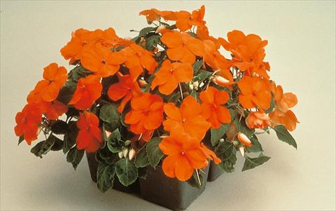 Photo de variété de fleurs à utiliser comme: Pot et Plante à massif Impatiens walleriana Folletto Arancio
