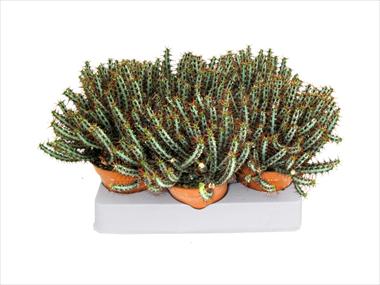 Photo de variété de fleurs à utiliser comme: Pot Cactus Euphorbia auriginosa
