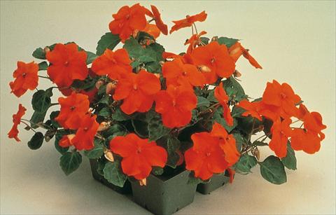 Photo de variété de fleurs à utiliser comme: Pot et Plante à massif Impatiens walleriana Folletto Rosso Scarlatto