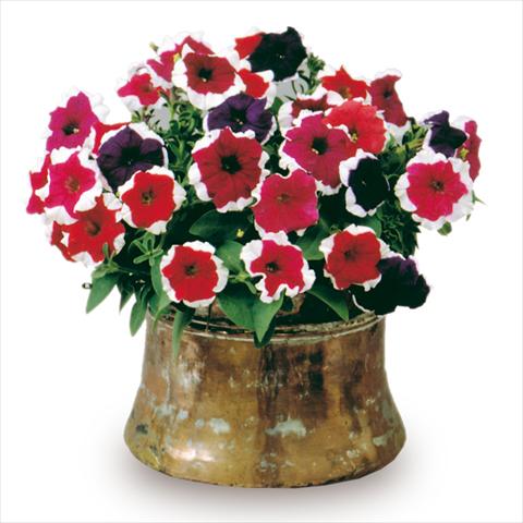 Photo de variété de fleurs à utiliser comme: Plante à massif/ plante de bordure Petunia x hybrida Candy Mix