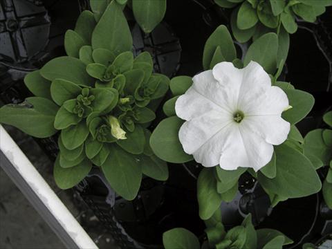 Photo de variété de fleurs à utiliser comme: Plante à massif/ plante de bordure Petunia x hybrida Compatta Bianco
