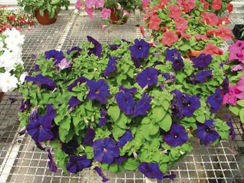 Photo de variété de fleurs à utiliser comme: Plante à massif/ plante de bordure Petunia x hybrida Compatta Blu