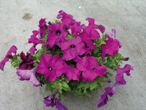 Photo de variété de fleurs à utiliser comme: Plante à massif/ plante de bordure Petunia x hybrida Compatta Porpora