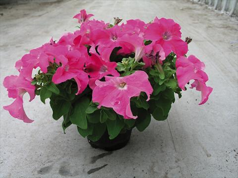 Photo de variété de fleurs à utiliser comme: Plante à massif/ plante de bordure Petunia x hybrida Compatta Rosa Scuro