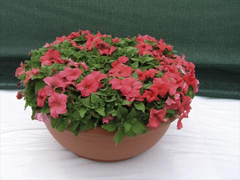 Photo de variété de fleurs à utiliser comme: Plante à massif/ plante de bordure Petunia x hybrida Compatta Rosa Salmone