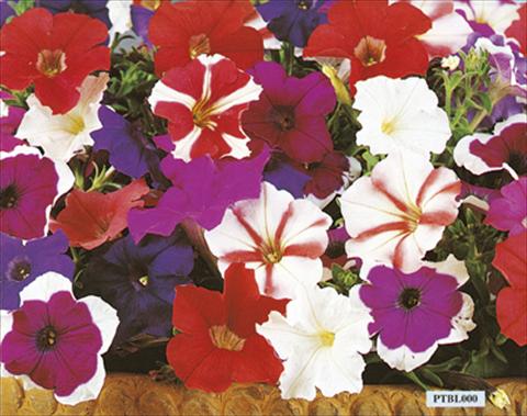 Photo de variété de fleurs à utiliser comme: Plante à massif/ plante de bordure Petunia x hybrida Bella F1 Mix