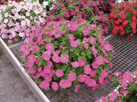 Photo de variété de fleurs à utiliser comme: Suspension / pot Petunia x hybrida Nuvolari