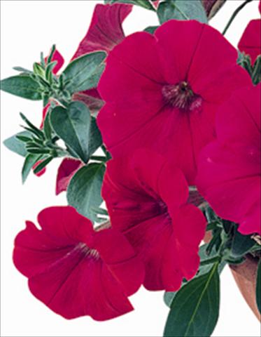Photo de variété de fleurs à utiliser comme: Plante à massif/ plante de bordure Petunia x hybrida Nuvolari Cherry