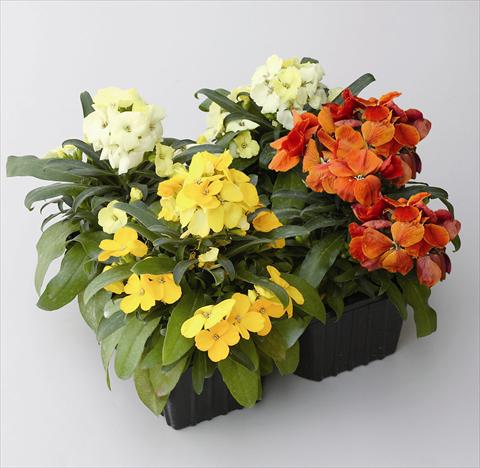 Photo de variété de fleurs à utiliser comme: Plante à massif/ plante de bordure Cheiranthus cherii Pirata Mix