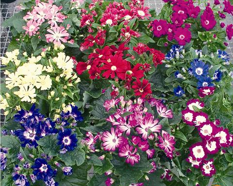 Photo de variété de fleurs à utiliser comme: Suspension / pot Senecium cineraria Vesna