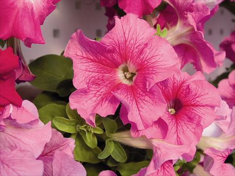 Photo de variété de fleurs à utiliser comme: Plante à massif/ plante de bordure Petunia x hybrida Compatta Rosa