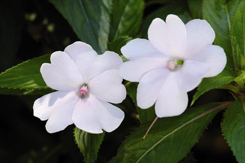 Photo de variété de fleurs à utiliser comme: Plante à massif/ plante de bordure Impatiens N. Guinea SunPatiens® Compact White