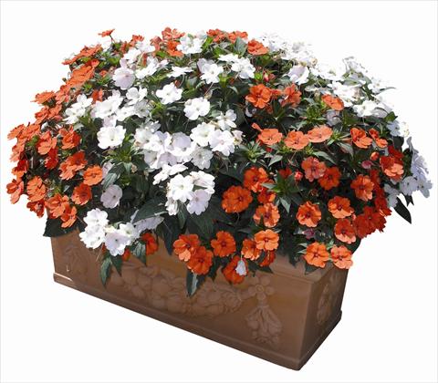 Photo de variété de fleurs à utiliser comme: Plante à massif/ plante de bordure Impatiens N. Guinea SunPatiens® Compact Orange
