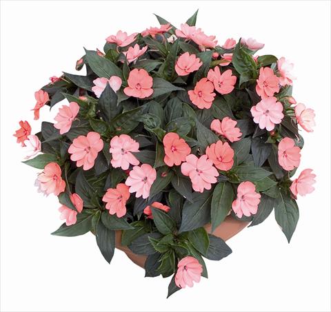 Photo de variété de fleurs à utiliser comme: Plante à massif/ plante de bordure Impatiens N. Guinea SunPatiens® Compact Blush Pink