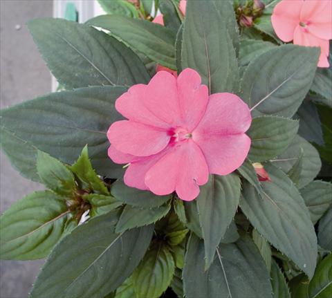 Photo de variété de fleurs à utiliser comme: Plante à massif/ plante de bordure Impatiens N. Guinea SunPatiens® Compact Lavander