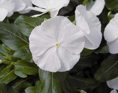 Photo de variété de fleurs à utiliser comme: Plante à massif/ plante de bordure Catharanthus roseus - Vinca Cora F1 White