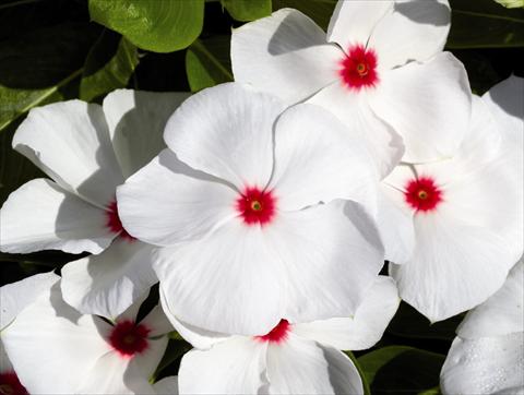Photo de variété de fleurs à utiliser comme: Plante à massif/ plante de bordure Catharanthus roseus - Vinca Egeo F1 White