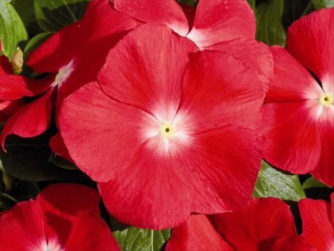 Photo de variété de fleurs à utiliser comme: Plante à massif/ plante de bordure Catharanthus roseus - Vinca Egeo F1 Cherry Red
