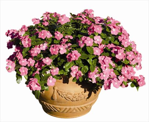 Photo de variété de fleurs à utiliser comme: Plante à massif/ plante de bordure Catharanthus roseus - Vinca Egeo F1