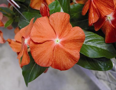 Photo de variété de fleurs à utiliser comme: Plante à massif/ plante de bordure Catharanthus roseus - Vinca Egeo F1 Orange