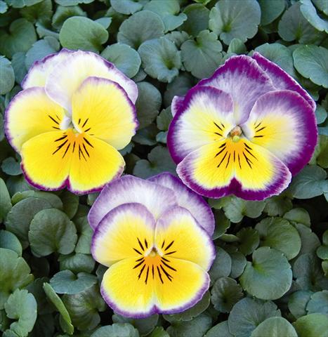 Photo de variété de fleurs à utiliser comme: Plante à massif/ plante de bordure Viola wittrockiana Radiance